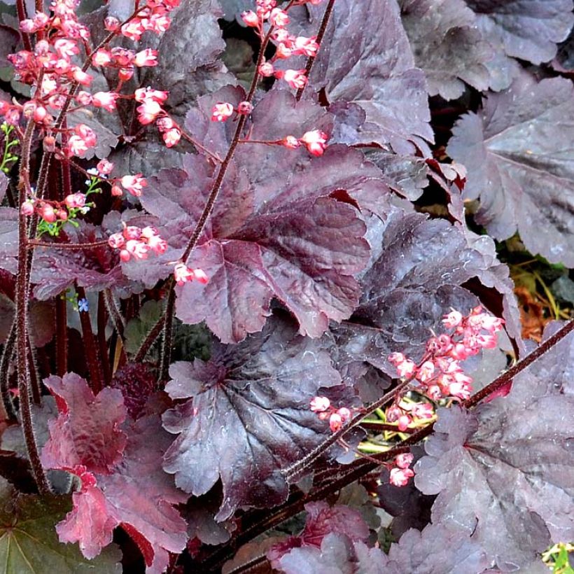 Heuchera Bella Notte (Follaje)