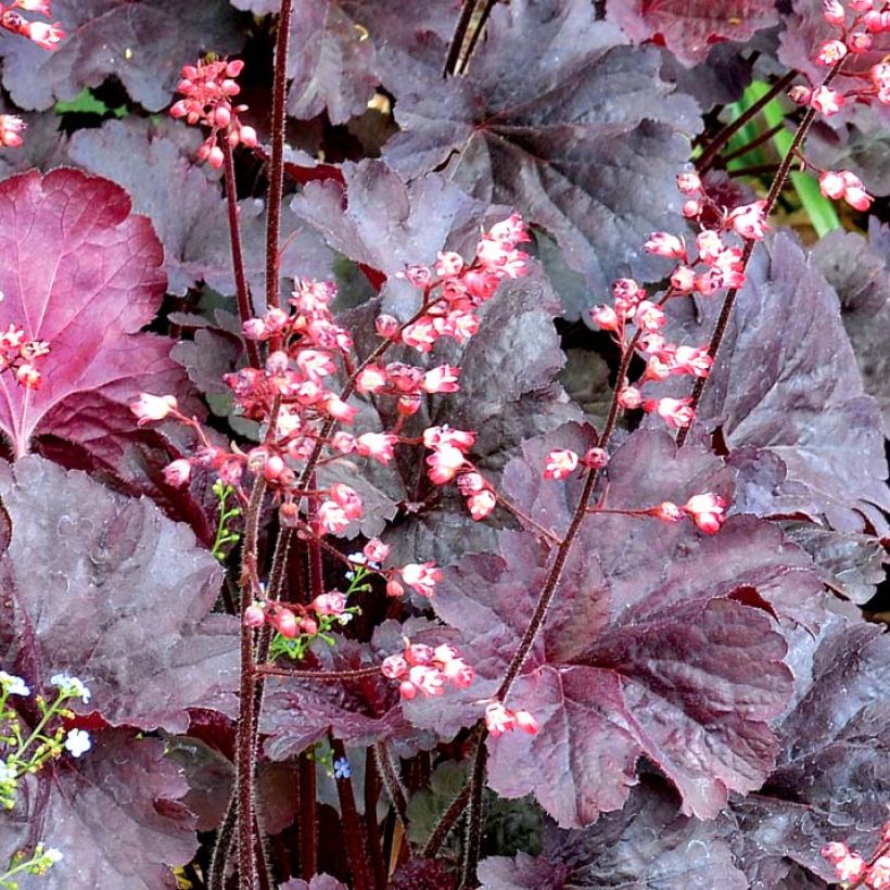 Heuchera Bella Notte (Floración)