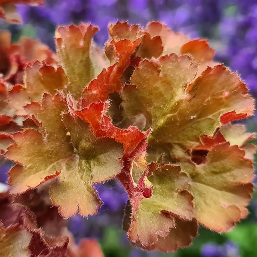 Heuchera Frilly (Follaje)