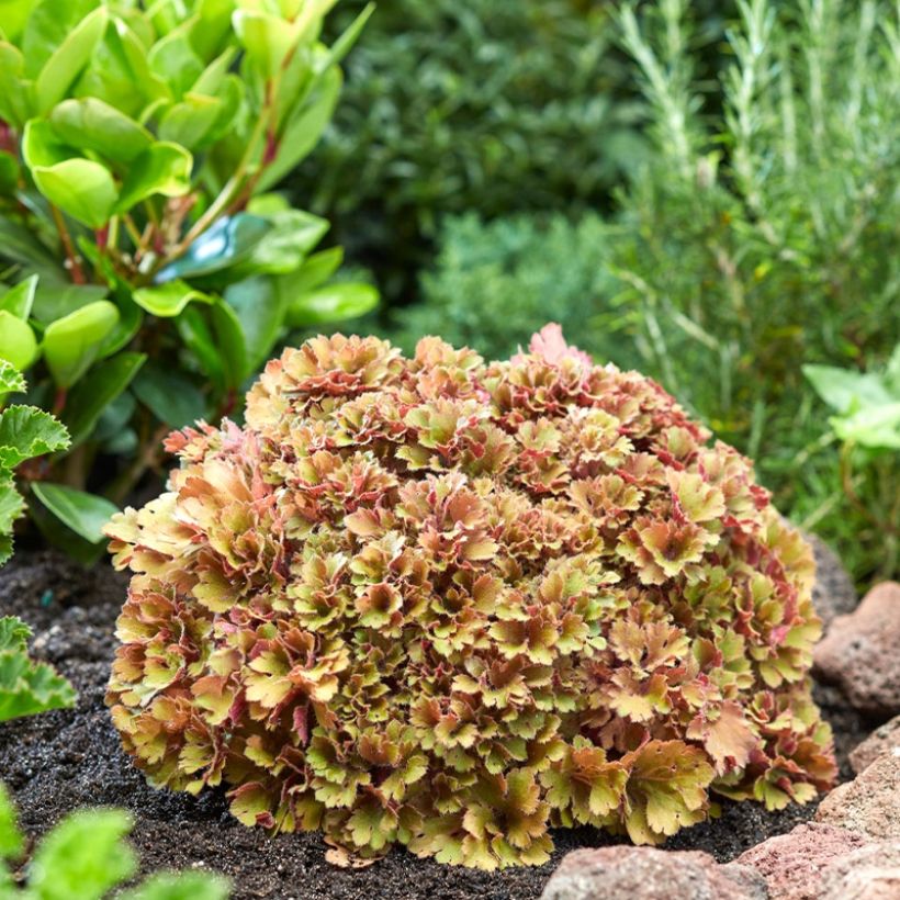 Heuchera Frilly (Porte)