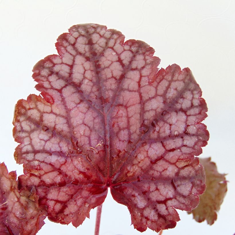 Heuchera Amethyst Myst (Follaje)