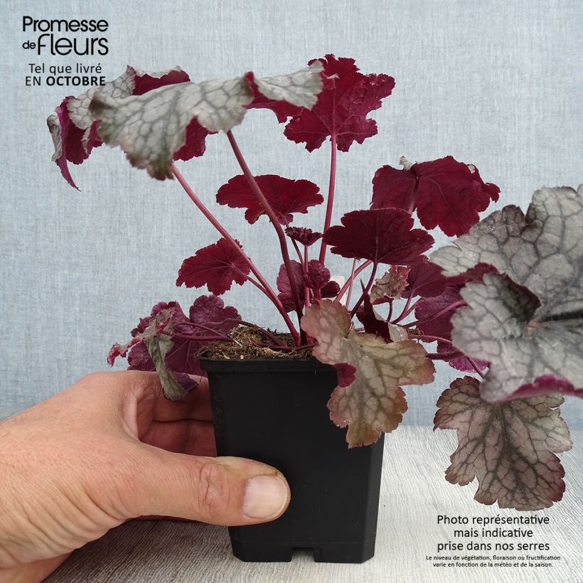 Ejemplar de Heuchère - Heuchera Amethyst Myst Godet de 9cm entregado en otoño