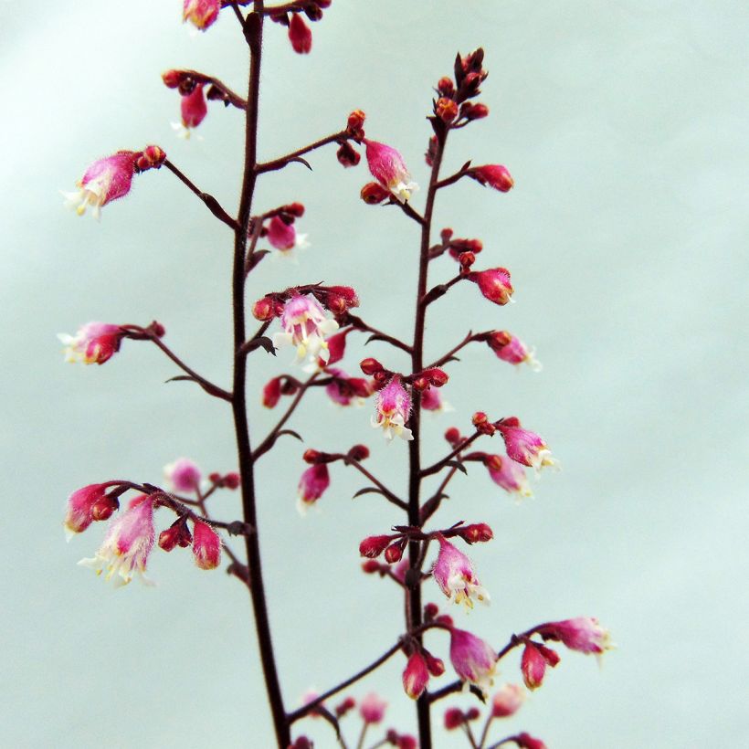 Heuchera Beaujolais (Floración)