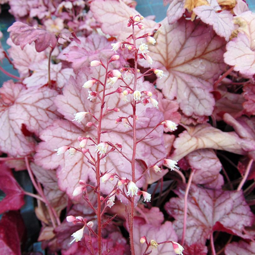 Heuchera Berry Smoothie (Floración)