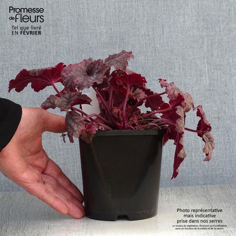 Heuchère - Heuchera Berry Smoothie en pot de 1,5L./2L. Ejemplar entregado en invierno