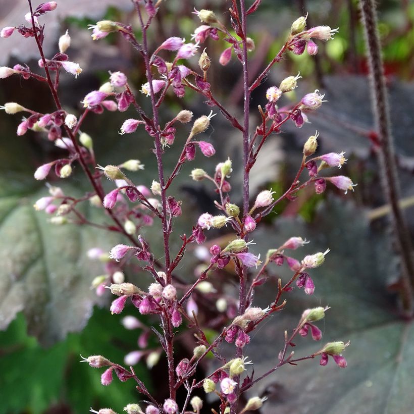 Heuchera Binoche (Floración)