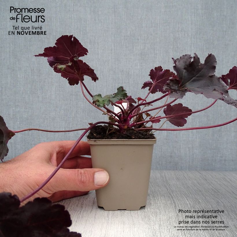 Ejemplar de Heuchère - Heuchera Black Pearl en godet de 9 cm entregado en otoño