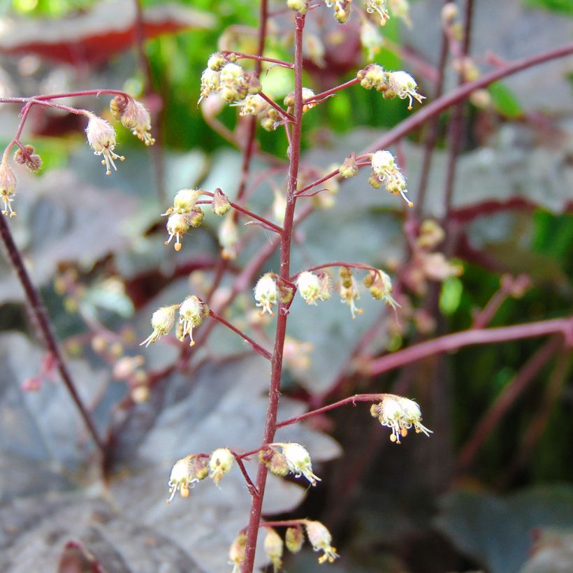 Heuchera Blackout (Floración)