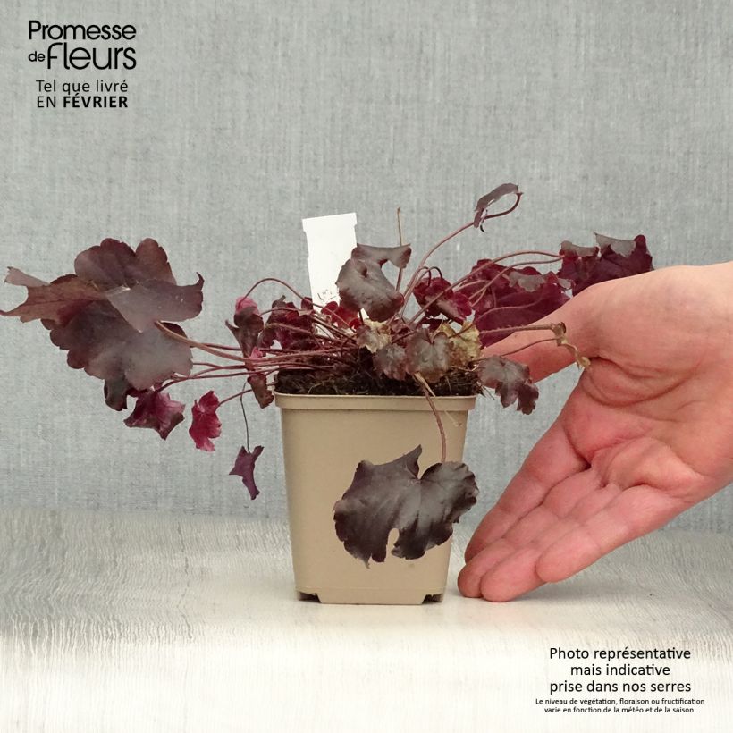 Heuchère - Heuchera Blackout en godet de 9 cm Ejemplar entregado en invierno