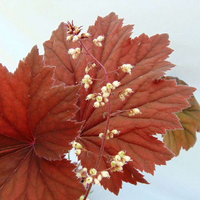 Heuchera villosa Bronze Beauty (Floración)