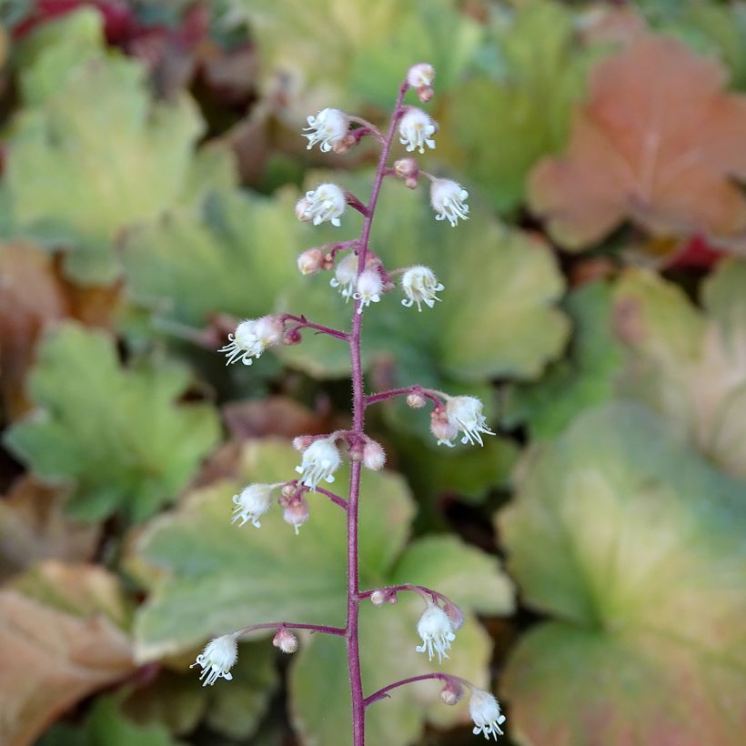 Heuchera Caramel (Floración)