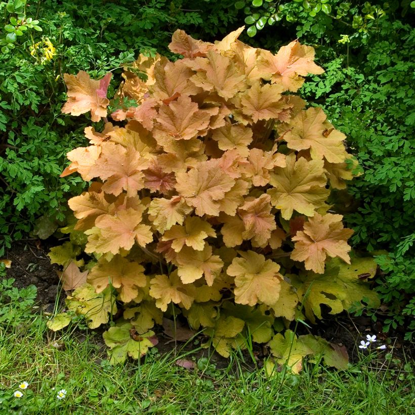 Heuchera Caramel (Porte)