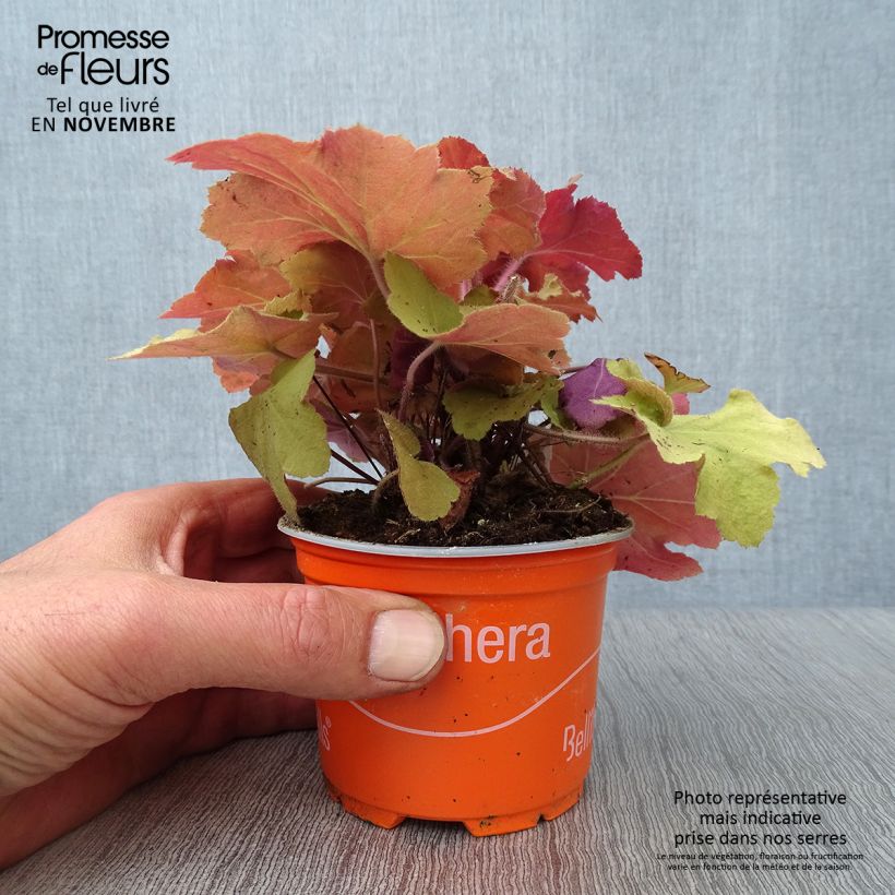 Ejemplar de Heuchère - Heuchera Caramel en godet de 9 cm entregado en otoño