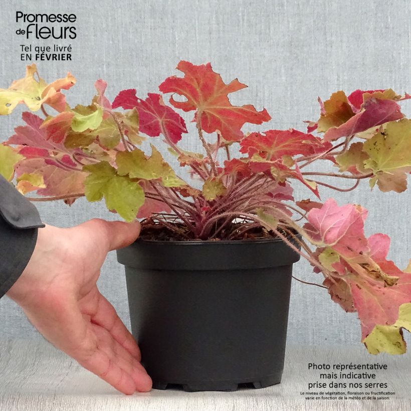 Heuchère - Heuchera Caramel en pot de 2L/3L Ejemplar entregado en invierno