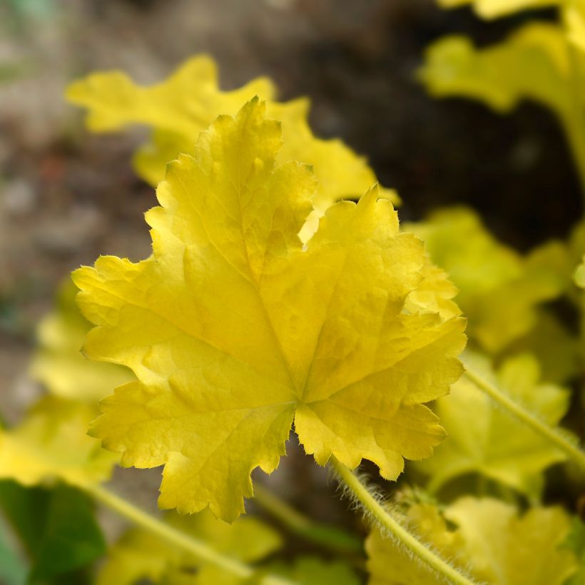 Heuchera Electric Lime (Follaje)