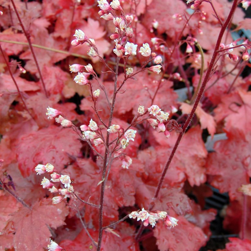 Heuchera Fire Chief (Floración)