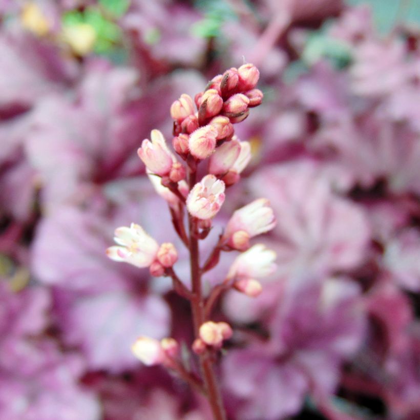 Heuchera Forever Purple (Floración)