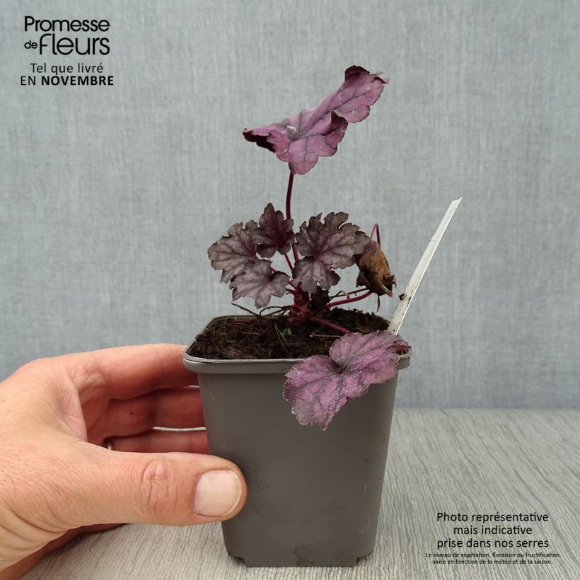 Ejemplar de Heuchera Forever Purple entregado en otoño