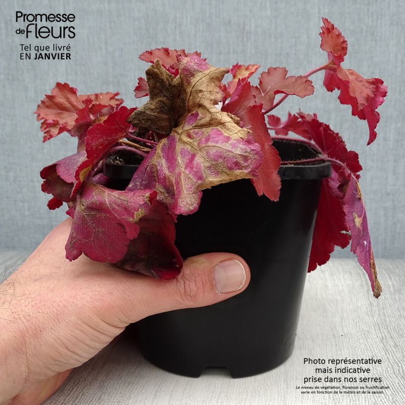 Heuchere - Heuchera Forever Red Pot de 1.5L./2L. Ejemplar entregado en invierno