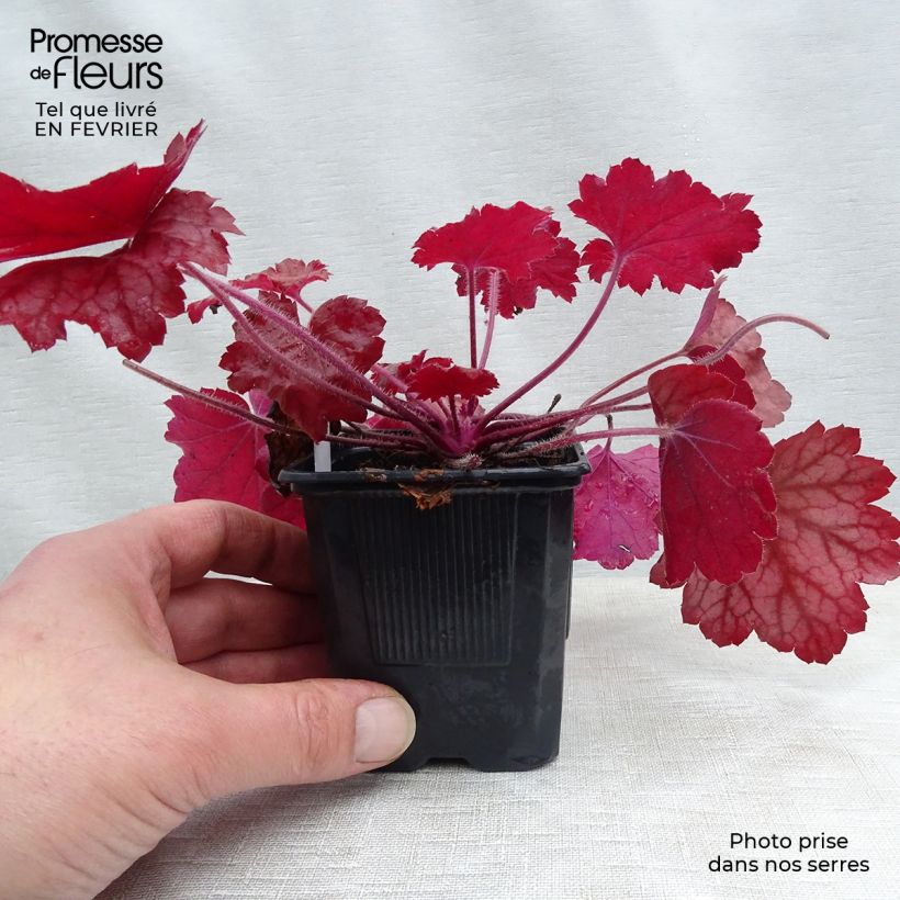 Heuchère, Heuchera Georgia Peach Godet de 9cm Ejemplar entregado en invierno