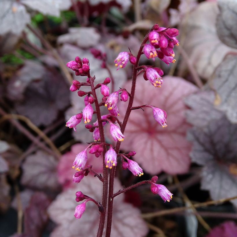 Heuchera Georgia Plum (Floración)