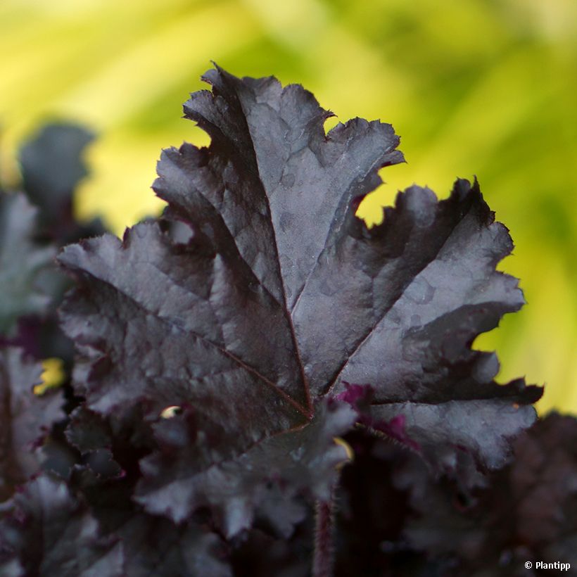 Heuchera Dark Secret (Follaje)