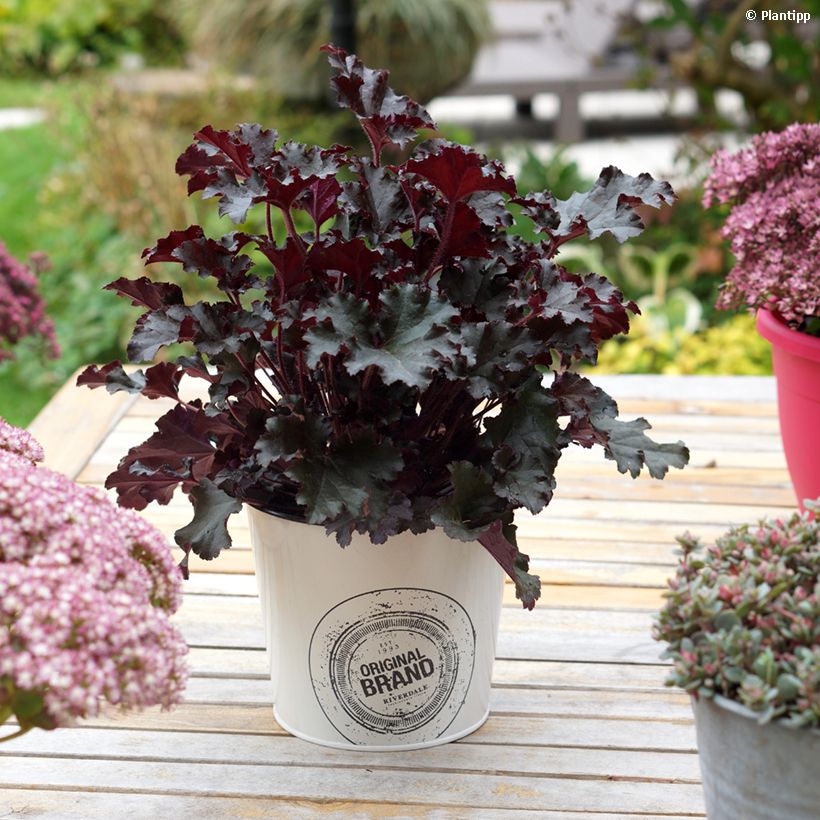 Heuchera Dark Secret (Porte)