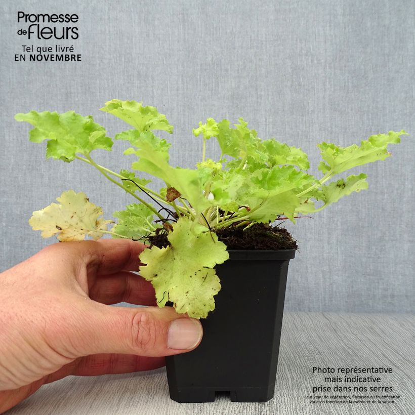 Ejemplar de Heuchère - Heuchera Lime Rickey Godet de 9cm entregado en otoño