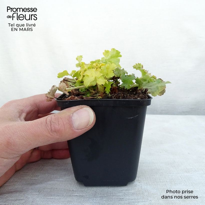 Heuchère - Heuchera Lime Rickey Godet de 9cm Ejemplar entregado en invierno