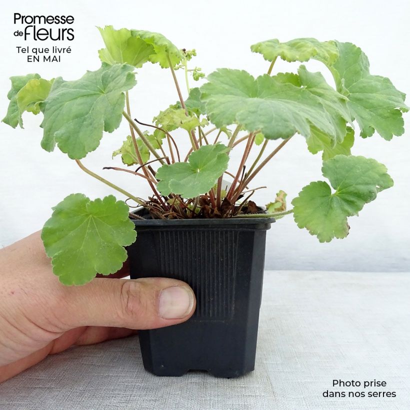 Heuchera Little Cutie Blondie in Lime Maceta de 8/9 cm Ejemplar entregado en la primavera