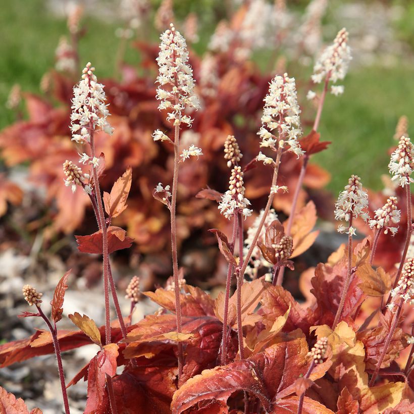 Heuchera Marmelade (Floración)