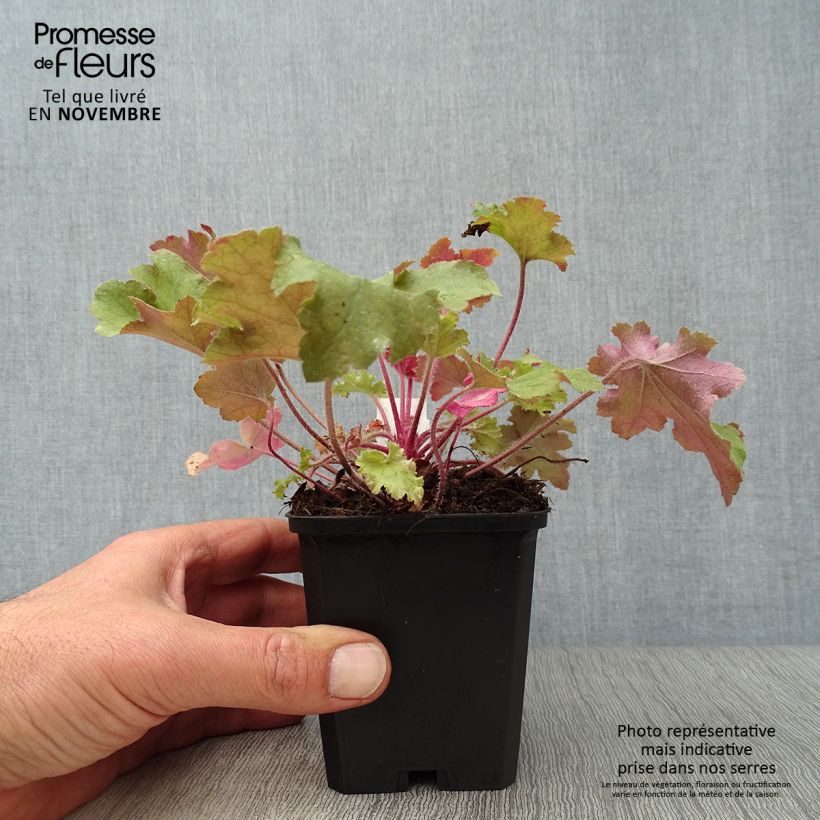 Ejemplar de Heuchère - Heuchera Marmelade en godet de 9 cm entregado en otoño