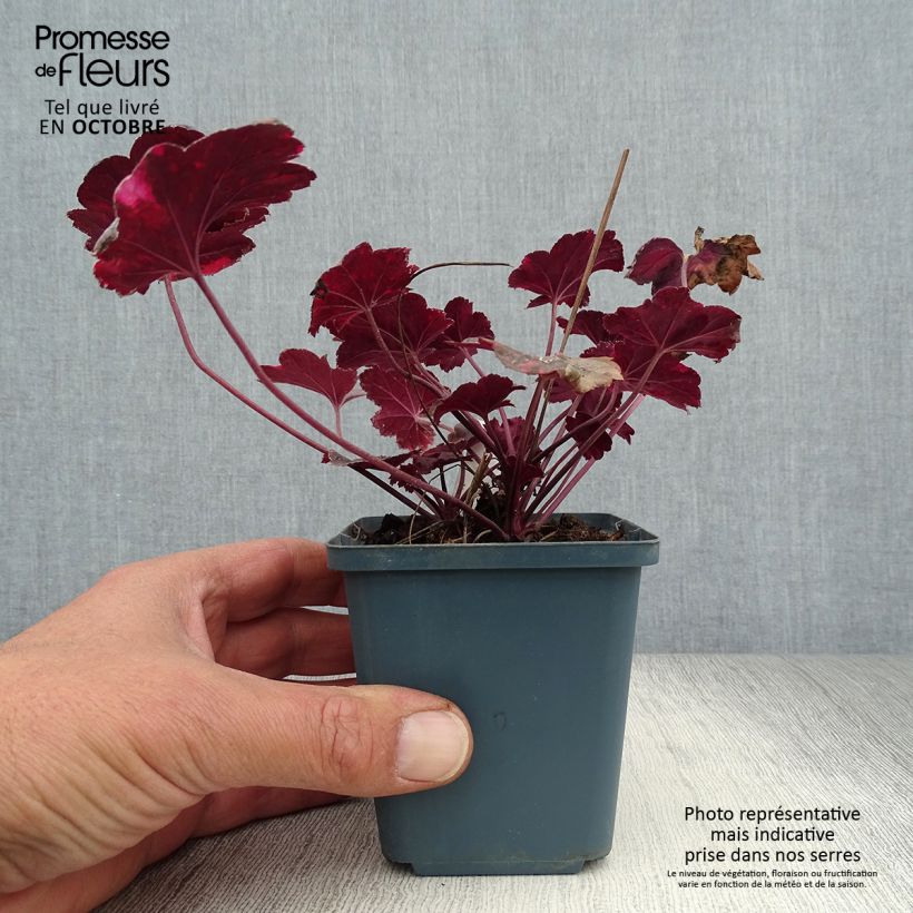 Ejemplar de Heuchère - Heuchera Midnight Rose Godet de 9cm entregado en otoño