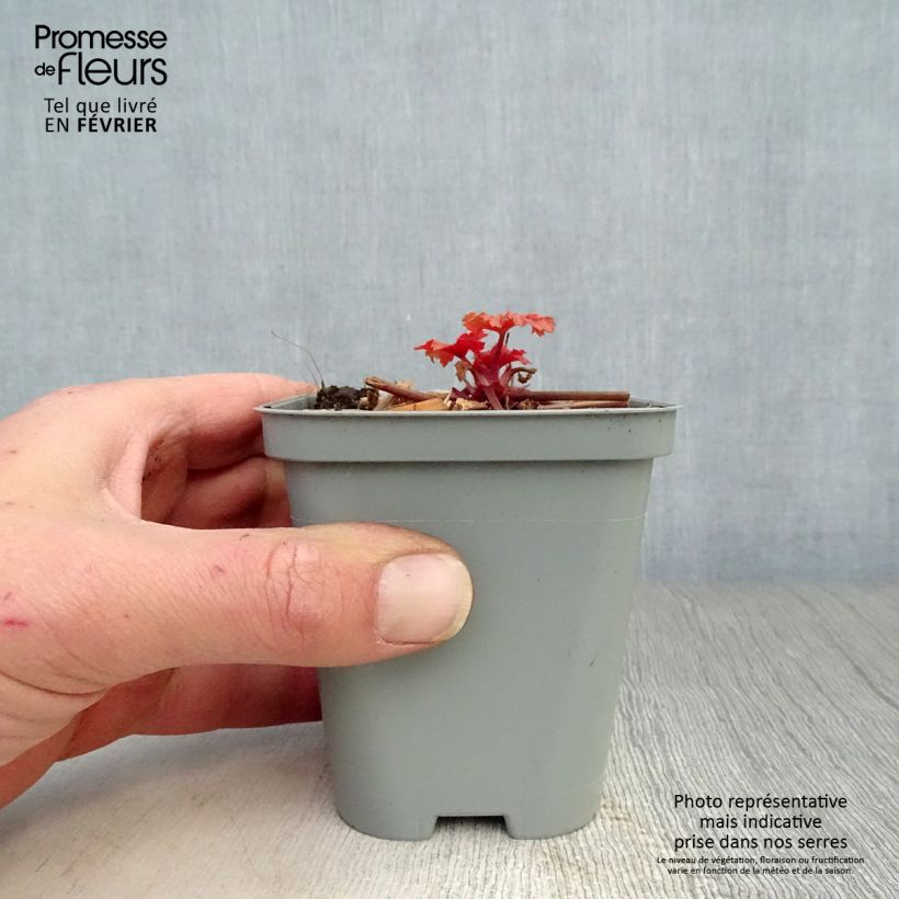 Heuchère - Heuchera Paprika Godet de 9cm Ejemplar entregado en invierno