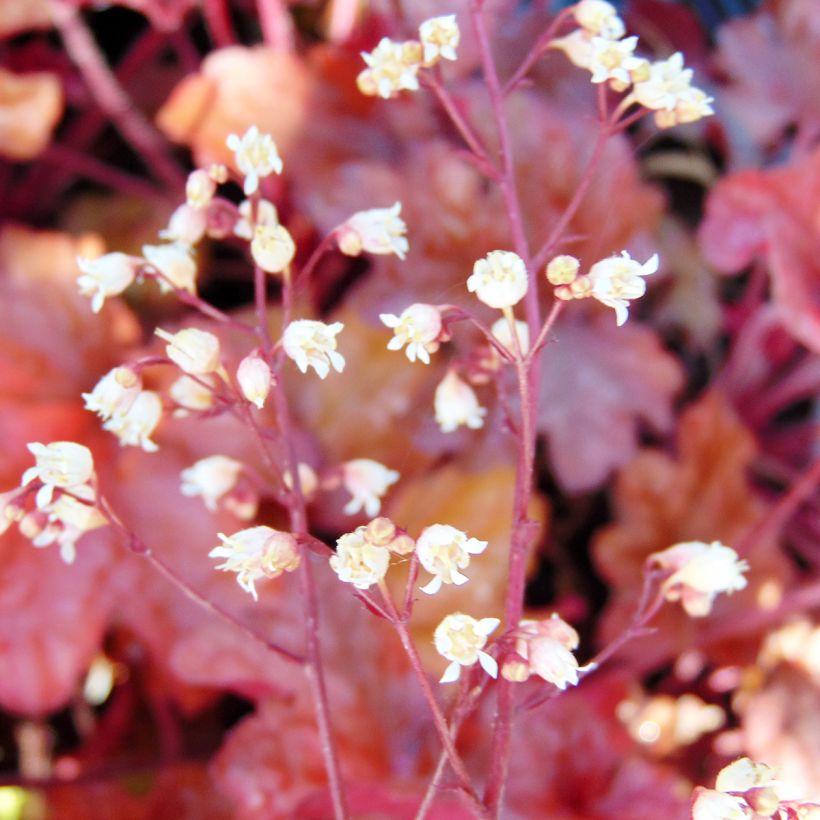 Heuchera Peach flambé (Floración)