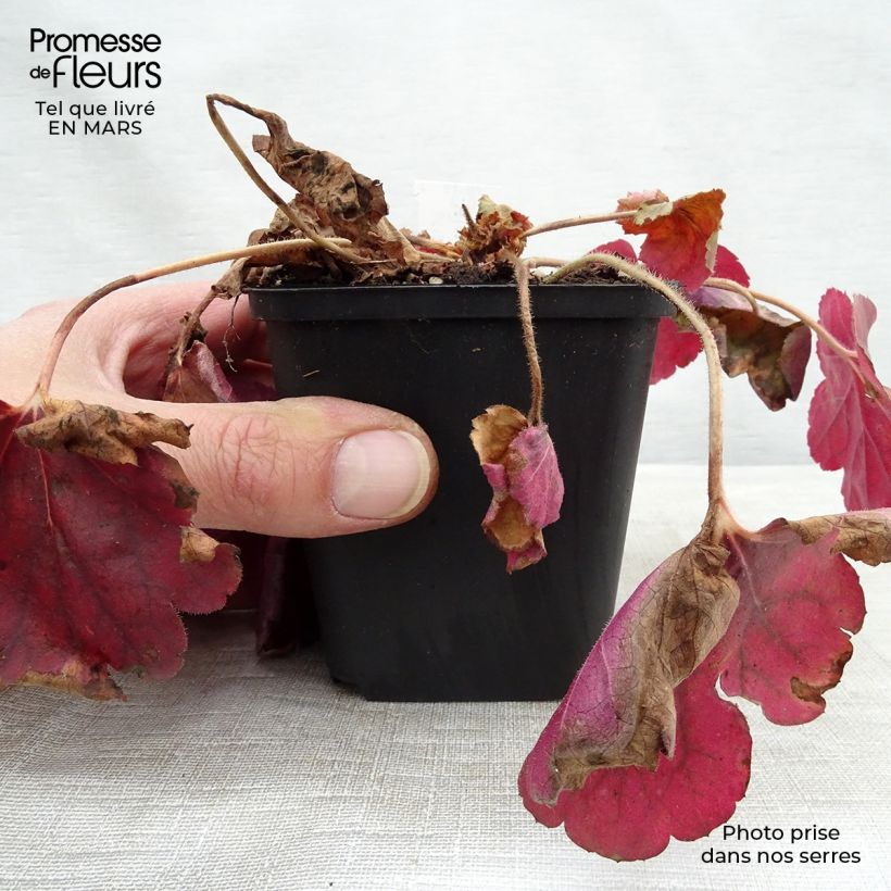 Heuchera Pink Pearls Ejemplar entregado en invierno