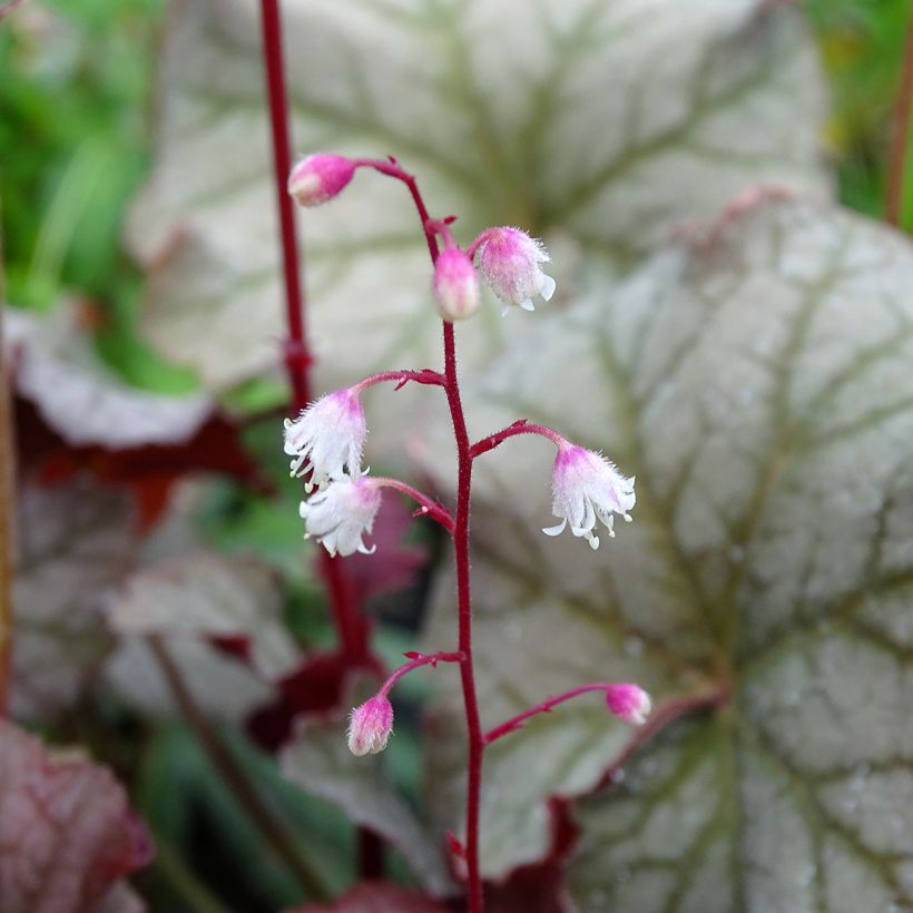 Heuchera Pinot Gris (Floración)