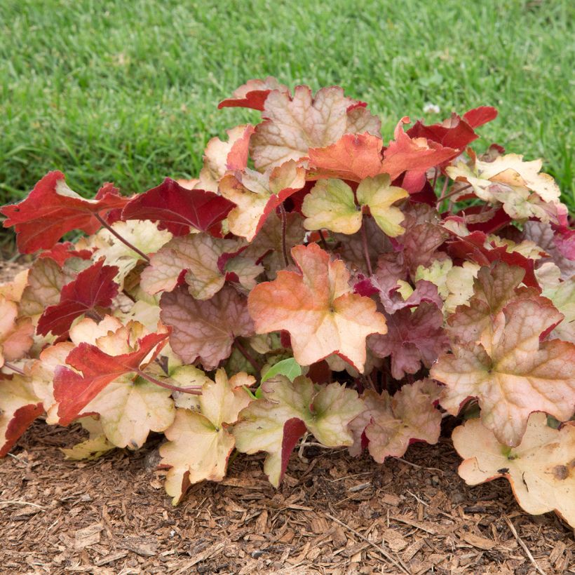 Heuchera Pinot Gris (Porte)