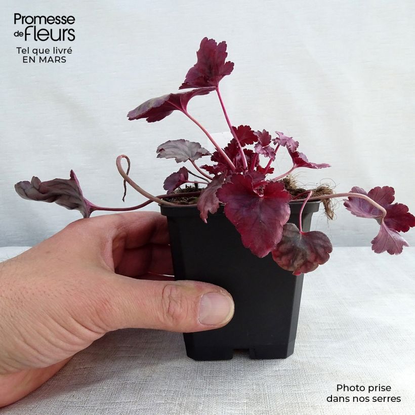 Heuchère - Heuchera Plum Royale Godet de 9cm Ejemplar entregado en invierno