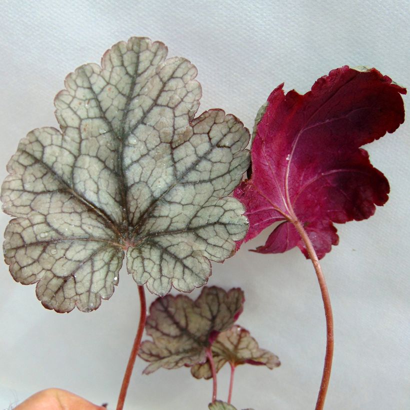 Heuchera Prince of Silver (Follaje)