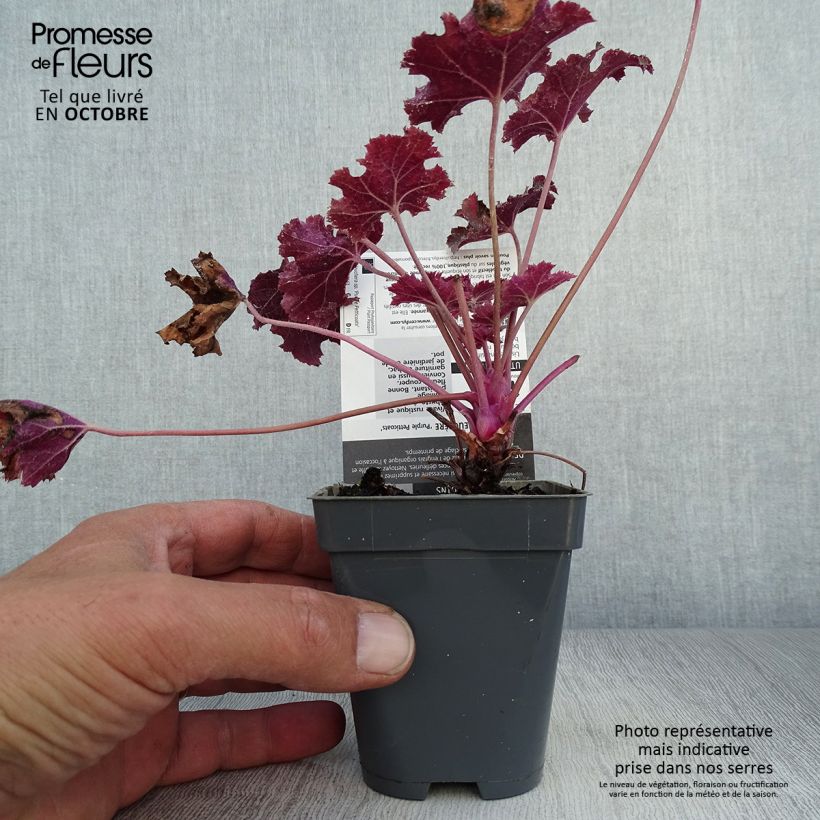 Ejemplar de Heuchère - Heuchera Purple Petticoats Godet de 9cm entregado en otoño