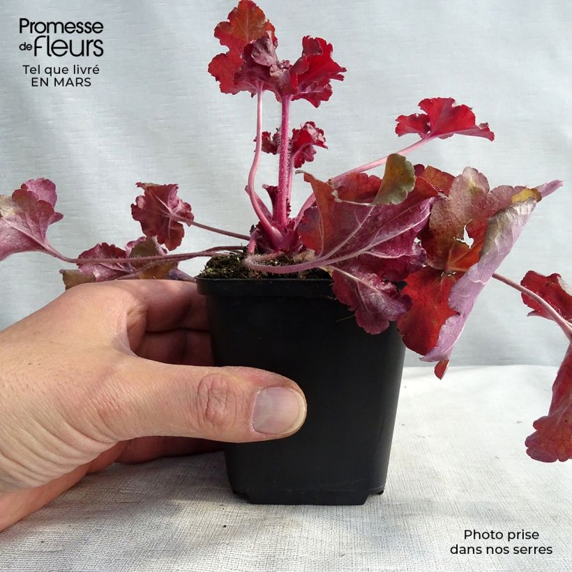 Heuchère - Heuchera Red Sea® Godet de 9cm Ejemplar entregado en invierno