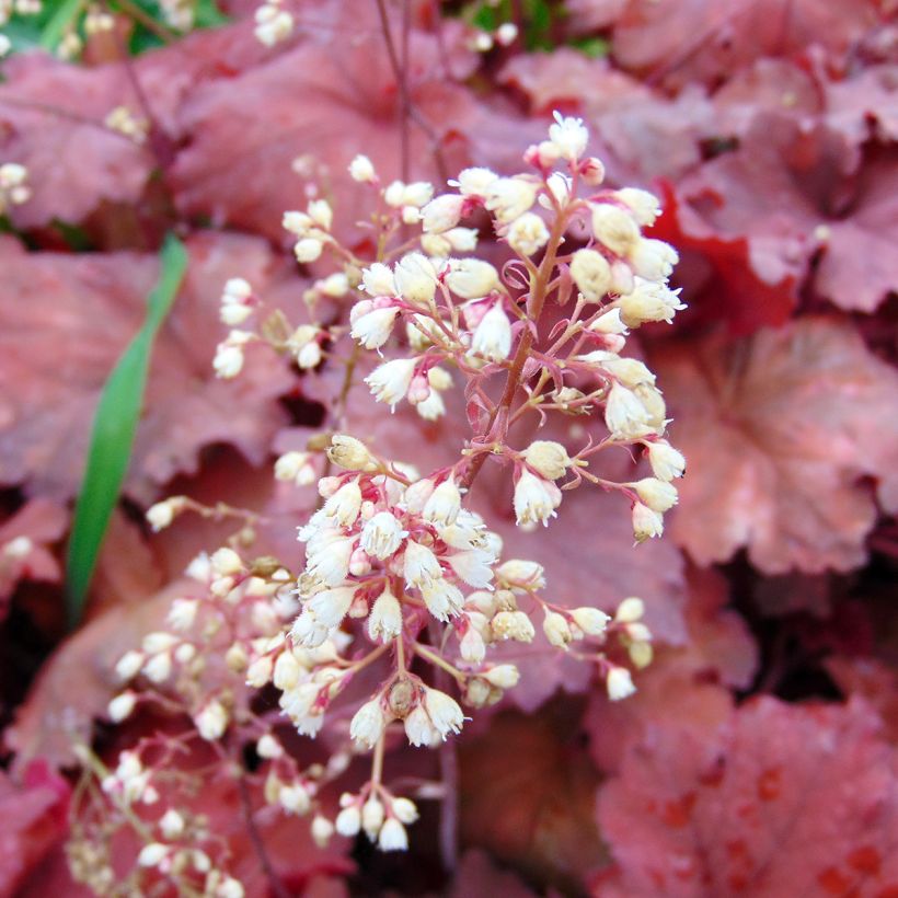 Heuchera Rio (Floración)