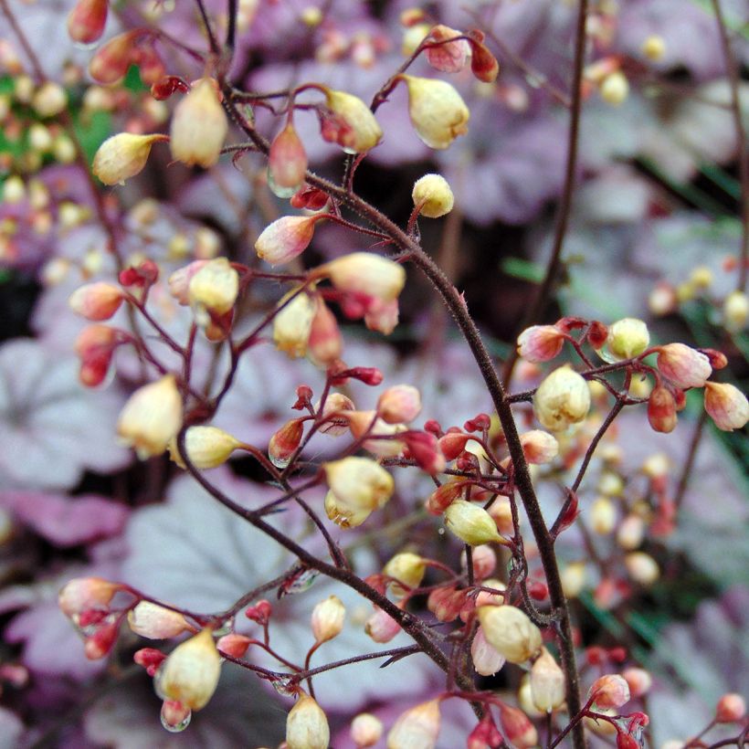 Heuchera Sugar Plum (Floración)