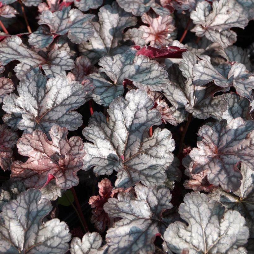 Heuchera Timeless Treasure (Follaje)