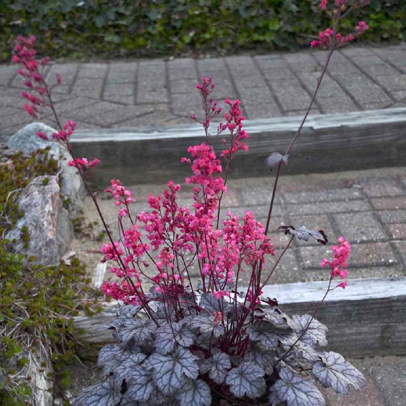 Heuchera Timeless Treasure (Porte)