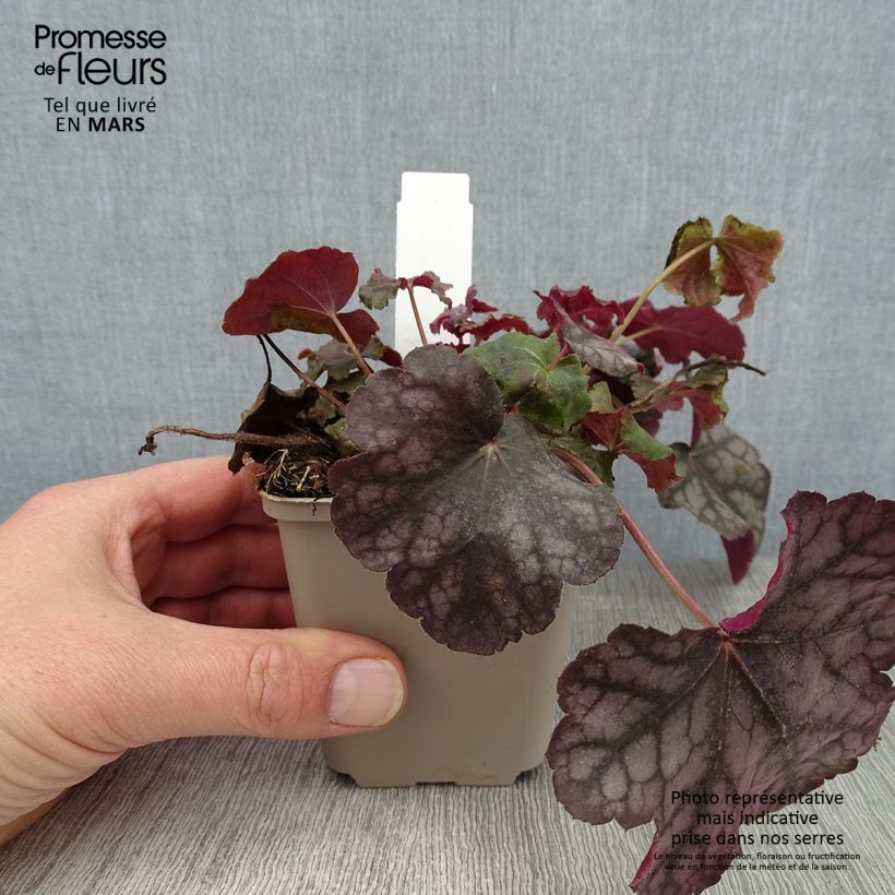 Heuchère - Heuchera Velvet Night Godet de 9cm Ejemplar entregado en invierno