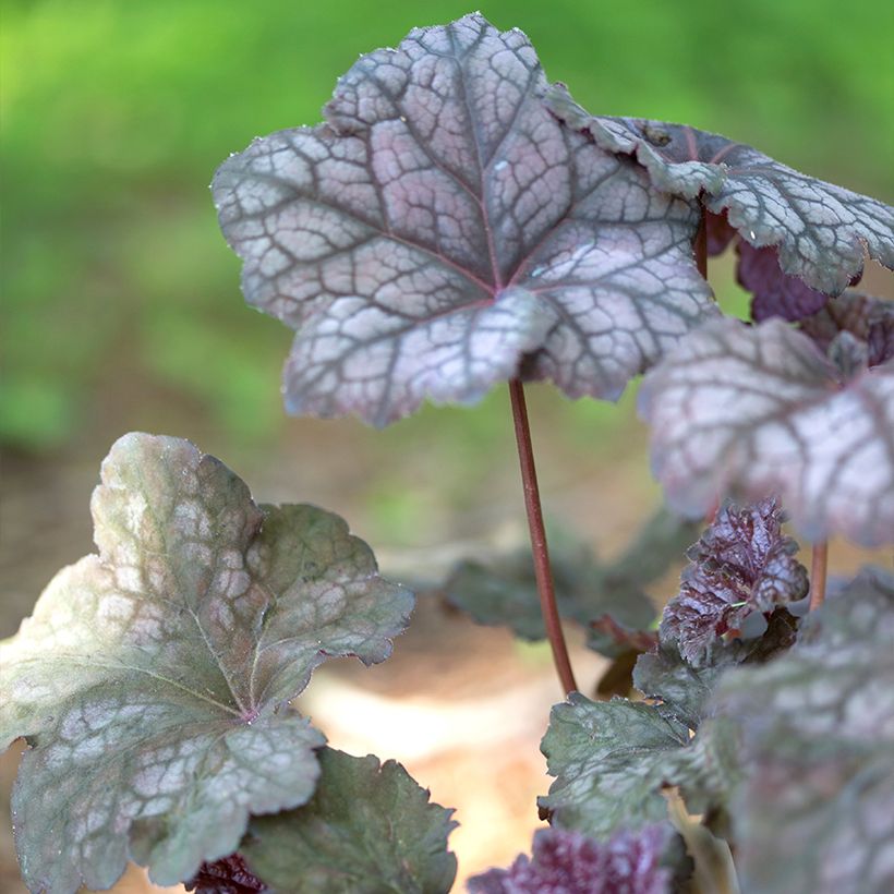 Heuchera Velvet Night (Follaje)