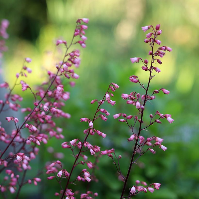 Heuchera Wild Rose (Floración)