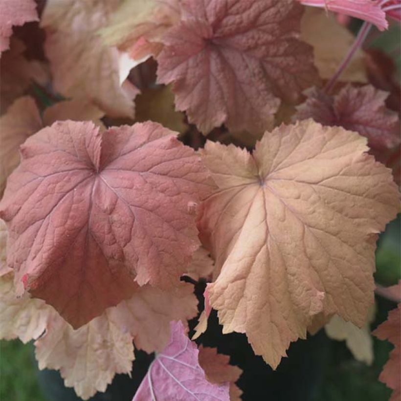 Heuchera Mega Caramel (Follaje)